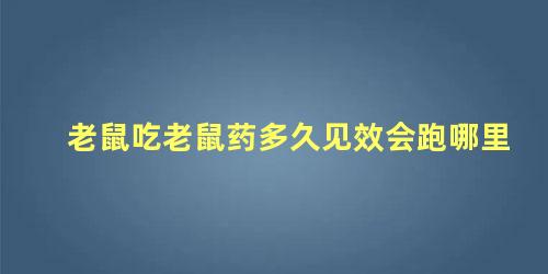 老鼠吃老鼠药多久见效会跑哪里