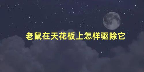 老鼠在天花板上怎样驱除它