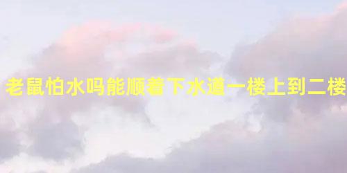 老鼠怕水吗能顺着下水道一楼上到二楼吗