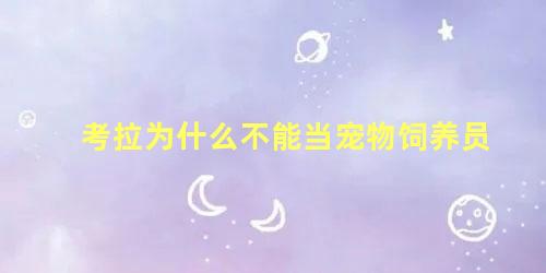 考拉为什么不能当宠物饲养员