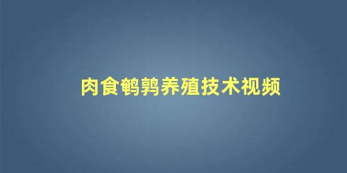 肉食鹌鹑养殖技术视频