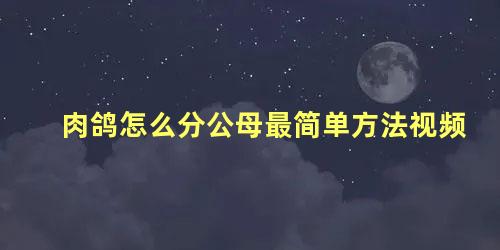 肉鸽怎么分公母最简单方法视频