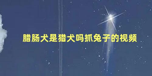 腊肠犬是猎犬吗抓兔子的视频