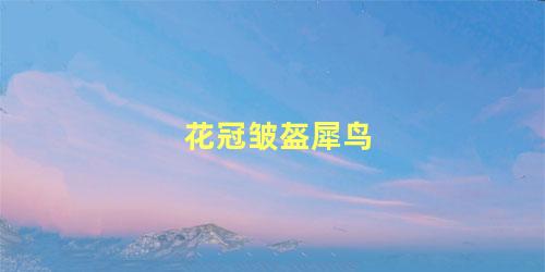 花冠皱盔犀鸟