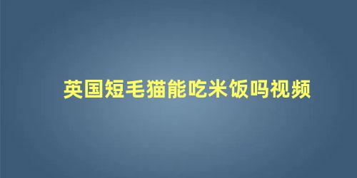 英国短毛猫能吃米饭吗视频