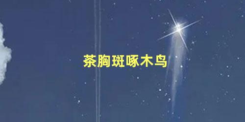 茶胸斑啄木鸟