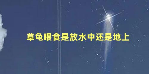 草龟喂食是放水中还是地上