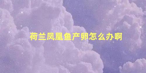 荷兰凤凰鱼产卵怎么办啊