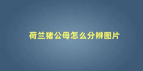 荷兰猪公母怎么分辨图片