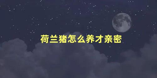 荷兰猪怎么养才亲密
