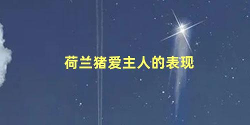 荷兰猪爱主人的表现