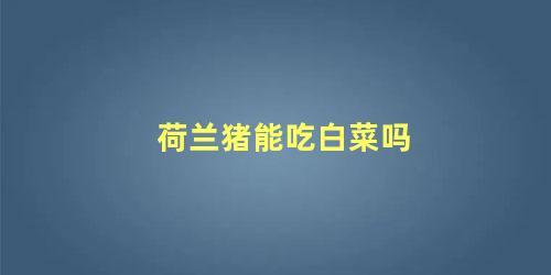 荷兰猪能吃白菜吗