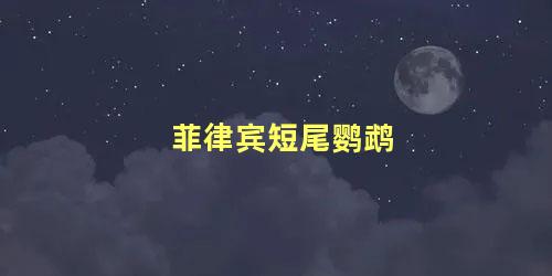 菲律宾短尾鹦鹉