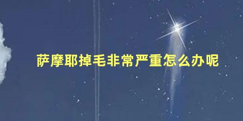 萨摩耶掉毛非常严重怎么办呢