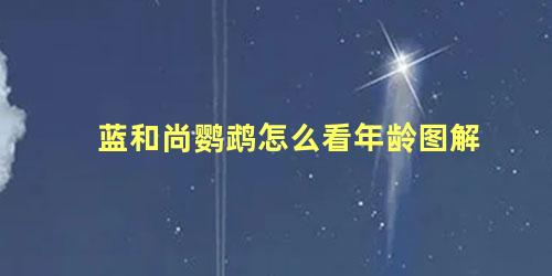 蓝和尚鹦鹉怎么看年龄图解