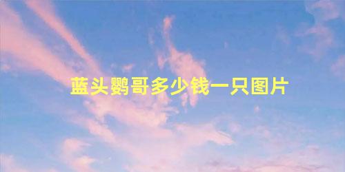 蓝头鹦哥多少钱一只图片