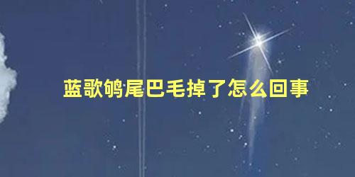 蓝歌鸲尾巴毛掉了怎么回事