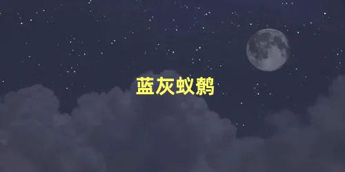 蓝灰蚁鹩