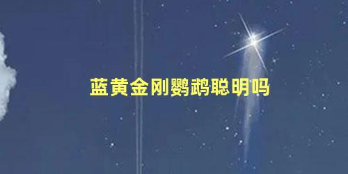 蓝黄金刚鹦鹉聪明吗