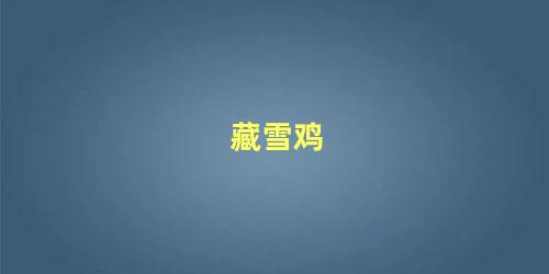 藏雪鸡