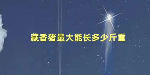 藏香猪最大能长多少斤重