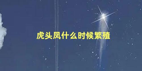 虎头凤什么时候繁殖