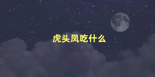虎头凤吃什么