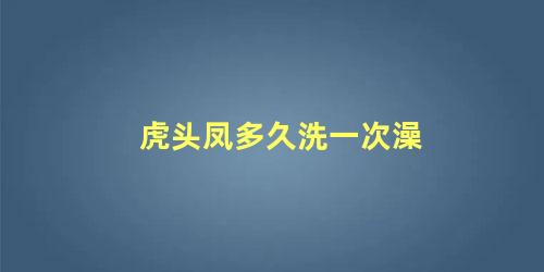 虎头凤多久洗一次澡