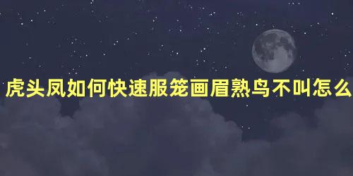 虎头凤如何快速服笼画眉熟鸟不叫怎么办