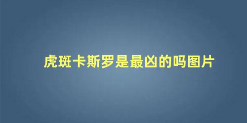 虎斑卡斯罗是最凶的吗图片