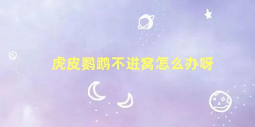 虎皮鹦鹉不进窝怎么办呀