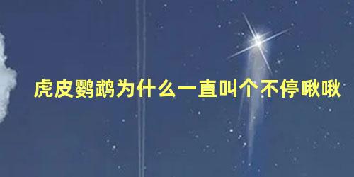 虎皮鹦鹉为什么一直叫个不停啾啾