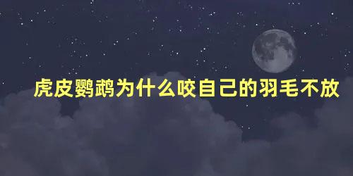 虎皮鹦鹉为什么咬自己的羽毛不放