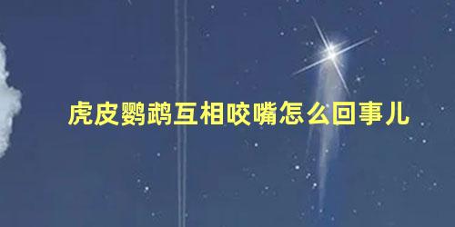 虎皮鹦鹉互相咬嘴怎么回事儿