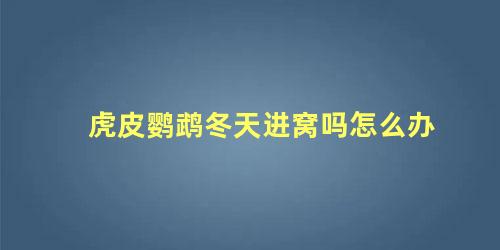 虎皮鹦鹉冬天进窝吗怎么办