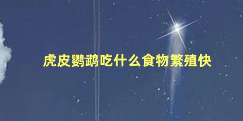 虎皮鹦鹉吃什么食物繁殖快