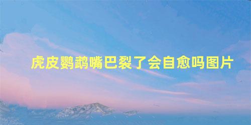 虎皮鹦鹉嘴巴裂了会自愈吗图片