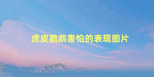 虎皮鹦鹉害怕的表现图片