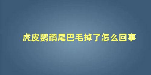 虎皮鹦鹉尾巴毛掉了怎么回事