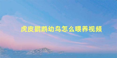 虎皮鹦鹉幼鸟怎么喂养视频