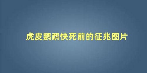 虎皮鹦鹉快死前的征兆图片