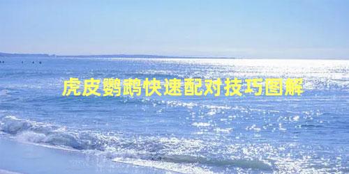 虎皮鹦鹉快速配对技巧图解