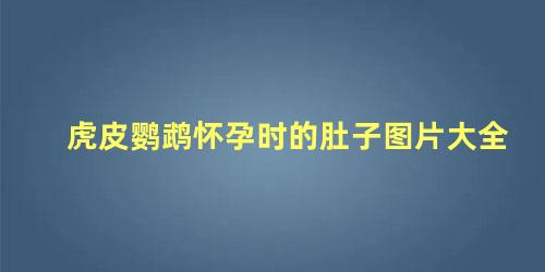 虎皮鹦鹉怀孕时的肚子图片大全