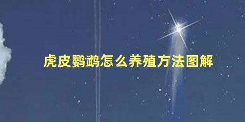 虎皮鹦鹉怎么养殖方法图解