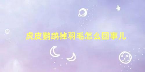 虎皮鹦鹉掉羽毛怎么回事儿