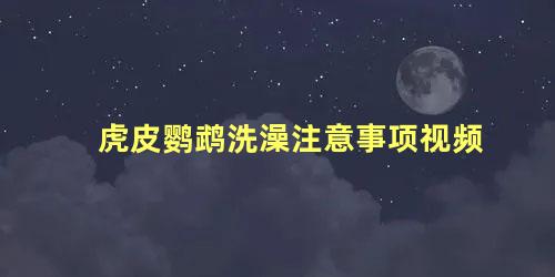 虎皮鹦鹉洗澡注意事项视频