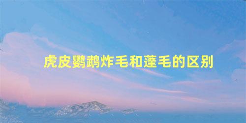 虎皮鹦鹉炸毛和蓬毛的区别