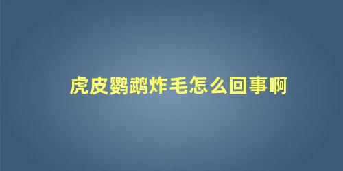 虎皮鹦鹉炸毛怎么回事啊