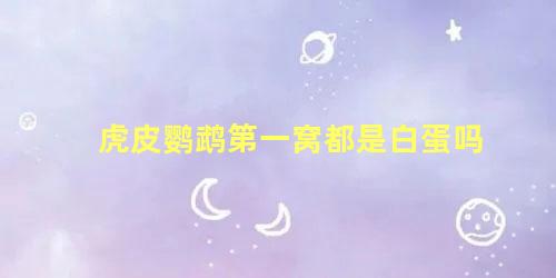 虎皮鹦鹉第一窝都是白蛋吗