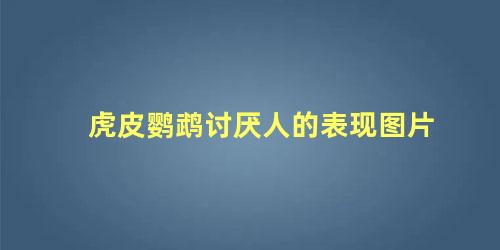 虎皮鹦鹉讨厌人的表现图片